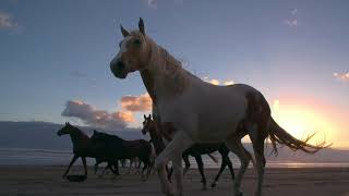 Horses running at liberty on the beach