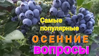 Голубика. ОТВЕТЫ на популярные ОСЕННИЕ вопросы