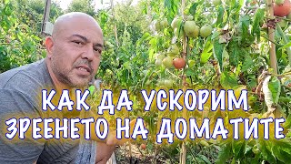 Как да накараме доматите да узреят по-бързо! Трикове, хакове, съвети...