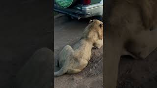 When he decides to relax behind the tourist vehicle for a better view.#lions #shorts