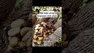 Kopi yang terproses dari hewan #shorts #indonesia #fruit #coffee #garden #farmer #farming #natural