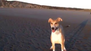 A run on Crimdon Beach