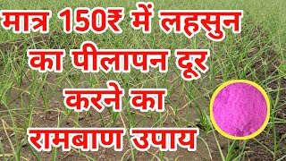 मात्र 150₹ में लहसुन का पीलापन दुर करने का एकमात्र तरीका || lahsun ki kheti