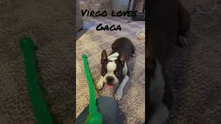 Virgo Sings with Lady Gaga #bostonterrier #bostonterrierlife #bostonterrierlove #love