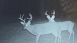 How to Hunt Big Bucks In the Early Season