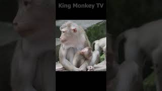 Monkey funny videos #1302 #babymonkey #shortvideo #short #viral #monkey #reels2023