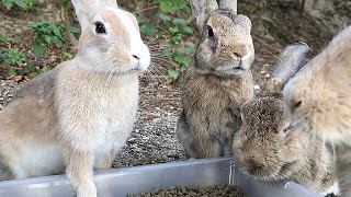 Beautiful Rabbit: “I'm Miranda Kerr.”