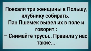 Как Три Бабы в Польшу На Клубнику Ездили! Сборник Свежих Анекдотов! Юмор!