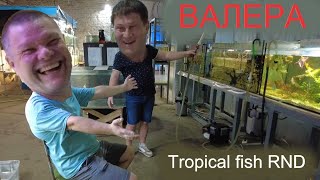 Валера. Tropical fish RND. Аквариумистика Ростов-на-Дону