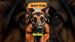 Mind-Blowing German Shepherd Intelligence| Ready to Go| Fact binder #shorts