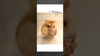 NOT MY VIDEO!!!! #rat #whichratareyou #Vos #Vos_Drag0n #dragon #hehe