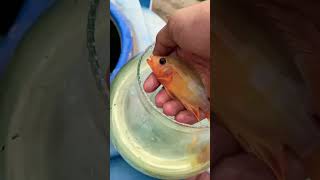 Black devil release to water tank #short #aquarium #fish #yt #petsmemo ￼