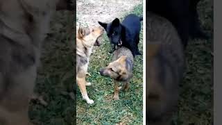 Playfighting Dogs Bring Fun and Laughter!