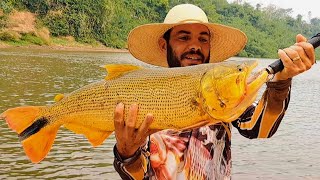 DOURADO GIGANTE NA PESCARIA DE BARRANCO NO RIO MIRANDA MS./PESCARIA RAIZ COM VARA DE BAMBU.