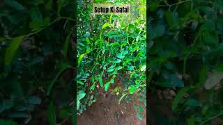 #birds setup की Aaj Safai#birds setup vlogs my YouTube channel subscrabe parrot setup #video