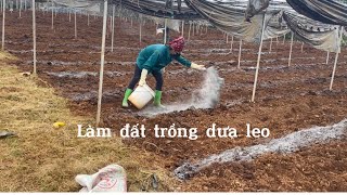 Trồng dưa chuột | quá trình làm đất