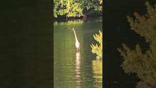 Great Blue Heron at Sunrise!