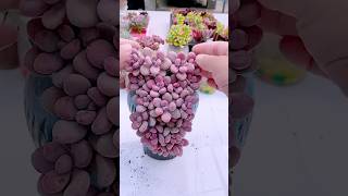 Succulent DIY ideas | 多肉植物| 다육이들 | Suculentas #Shorts