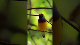 Gouldian finch#shorts  #birds #birdsounds #animals #birding #naturelovers #nature #birdwatching