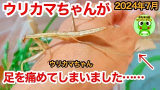 おたま日記256 足を痛めたカマキリはどうなるの？カエル、猫、家庭菜園がある生活。（7月25日-31日）