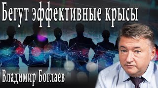 Бегут эффективные крысы | Владимир Боглаев | Игорь Гончаров