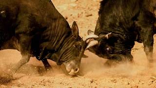 Historic Bull Fight in Nepal | Nuwakot Taruka