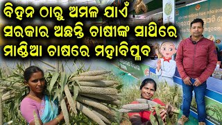 ମାଣ୍ଡିଆ ଚାଷର ମହା ବିପ୍ଳବ || How to start Ragi farming in Odisha. #efarmingodisha @EfarmingOdisha