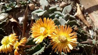 Aloinopsis Malherbei & Deilanthe peersii🌞 succulents S. Africa