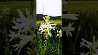 Tuberose, nishigandha, rajanigandha