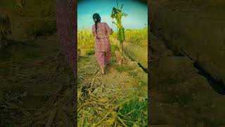 இன்று தோப்புக்குள் வாழை இலை part-1 #shortvideo #nature