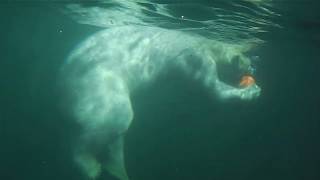 Zoo Hannover-Eisbären Charlotte und Nanuq