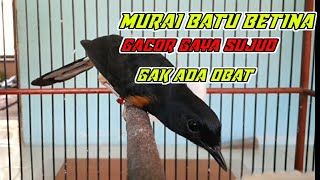 Murai Batu Betina Gacor Bikin Pejantan sepontan gacor🔴