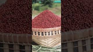 Kampot Pepper//travelling #travel #pepper