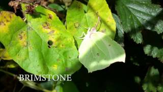 Brimstone Butterfly (Gonepteryx rhamni) 2016