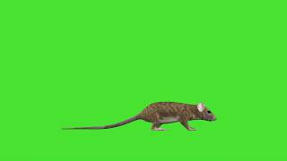 Крыса Хромакей Новый Год 2020 .chromakey rat .