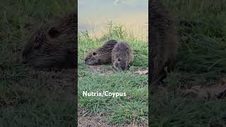 Spotted These Guys in The Lake. Nutria/Corpus #shorts #rodents # texas