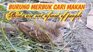 BURUNG MERBUK TAK TAKUT ORANG @ Birds Are Not Afried Of People