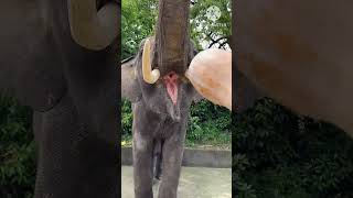 Hathi elephant #facts #sciencefacts #animals #scinece #shorts #short