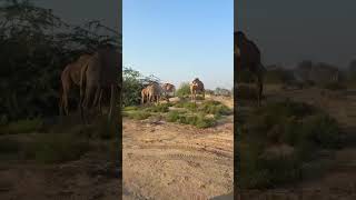 camels 🐫 🐪 🐫  | near Sheikh Hamdan farmhouse | #dubai #tourism #farmhouse #sheikhhamdan #camels