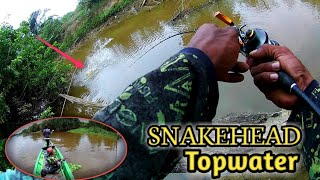 Baru Kali Ini Umpan Saya Di Hajar Ikan Toman Berkali-kali//TOPWATER GIANT SNAKEHEAD