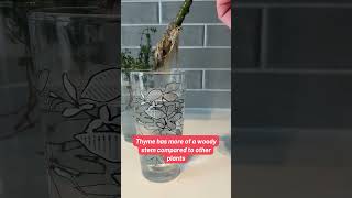 Will Thyme Root in Water?