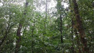 Rain in the forest atmo field recording with Sony pcm d100