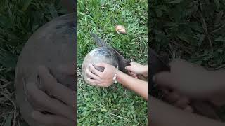 #young #lady #peeling  #coconut #traditional #dish #coconut #milk #philippines #highlight