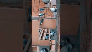 हाई फ्लायर kabutar ka shoq kare#pigeon #pigeonlover #rampurikabootar #viral #trending