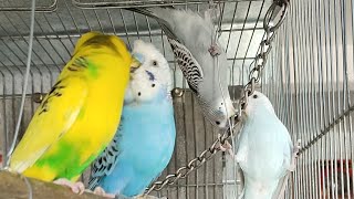 Getting Dizzy with Swinging Parakeets 😍 #birdlovers #parakeet