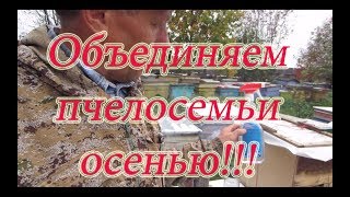 ОБЪЕДИНЕНИЕ БРОДЯЧИХ РОЁВ, пчелосемей осенью путём водным СПИРТОВЫМ РАСТВОРОМ Beekeeping🔥🔥🔥