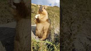 Adorable Himalayan Marmot Eating Cookies #cutemarmot #marmot #animals #cute #marmota #marmotshorts