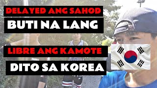 Scavengers Scouting Kamote Field - Mahirap Peru Nangarap | OFW Experience in South Korea Episode 2.0