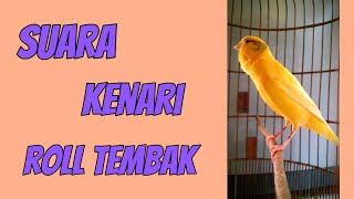 Kenari roll tembak #Kenarirolltembak #Masterankenaripaud