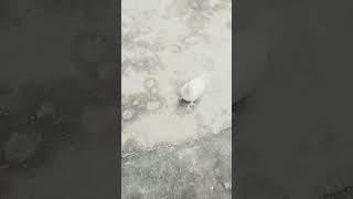 pigeon video#viral#kabutar pigeons lover like this video 👍🏻😳